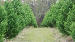 Arizona Cypress Xmas Tree