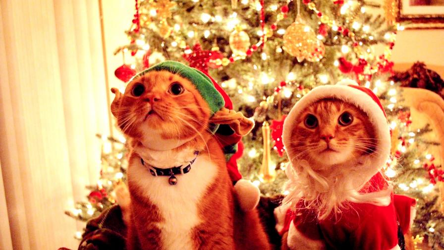 Bad Kitty Christmas