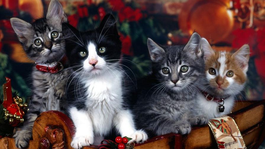 Christmas Cat 02