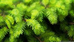 Christmas Fir Tree