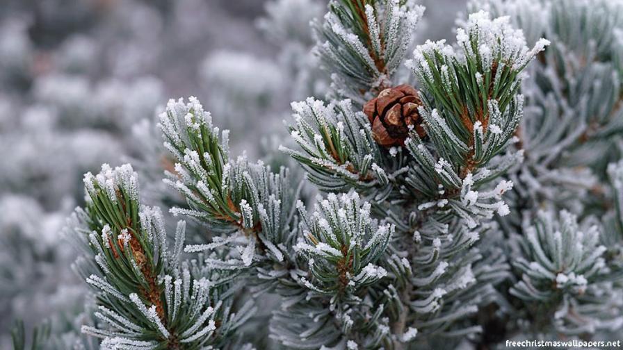 Christmas Nature 02