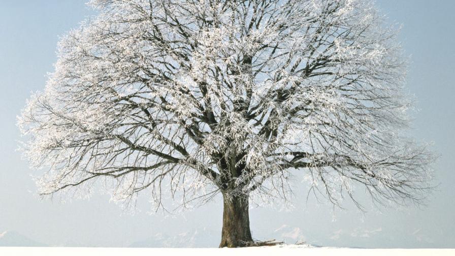 Christmas Nature 2