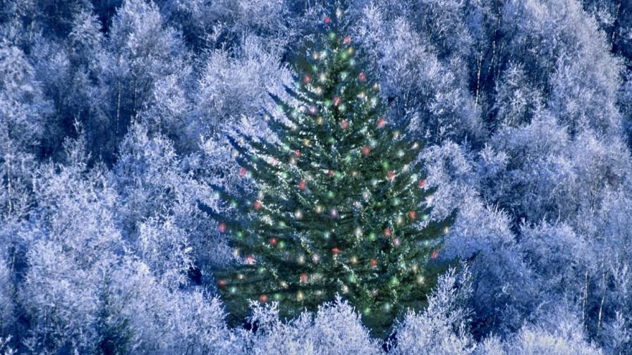 Christmas Tree 05