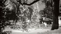 Christmas Tree 12