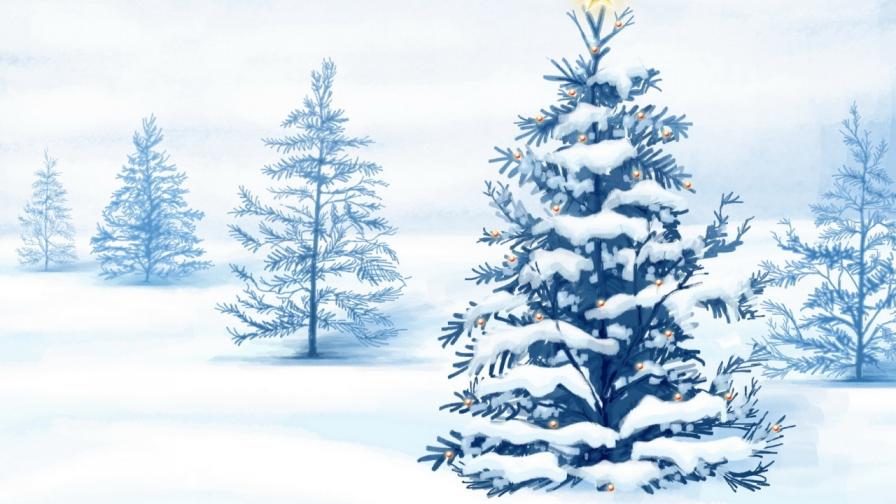 Christmas Trees In Wild