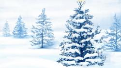 Christmas Trees In Wild