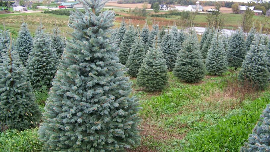 Colorado Blue Spruce Tree
