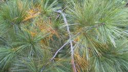 Eastern White Pine Tree