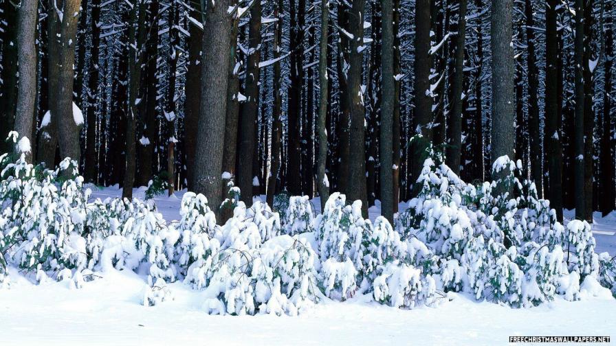 Eastern White Pine Xmas