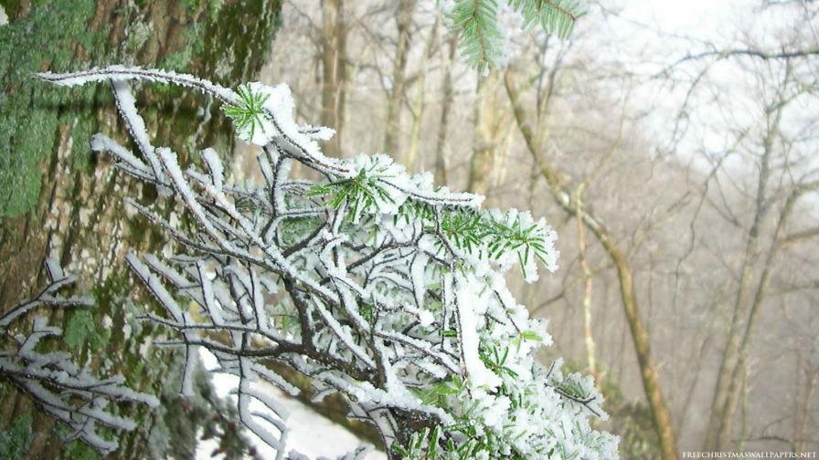 Frozen Wood