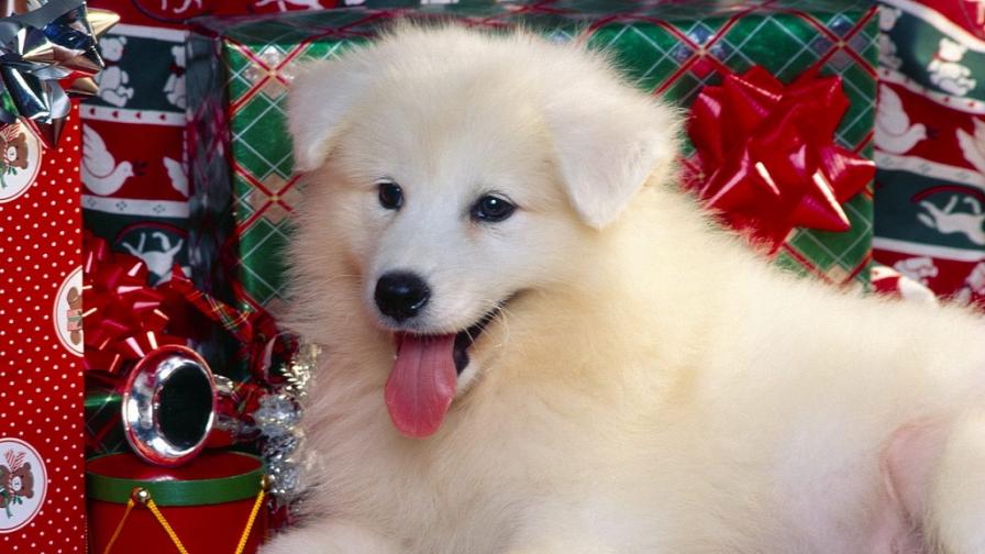 Gifts And Happy Dog