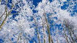 Ice Land Nature