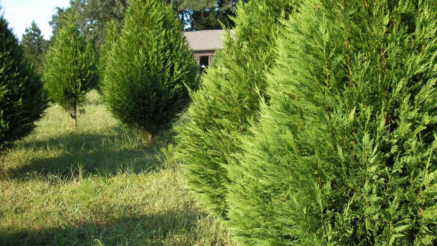 Leyland Cypress Christmas