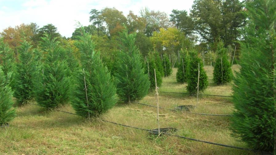 Leyland Cypress