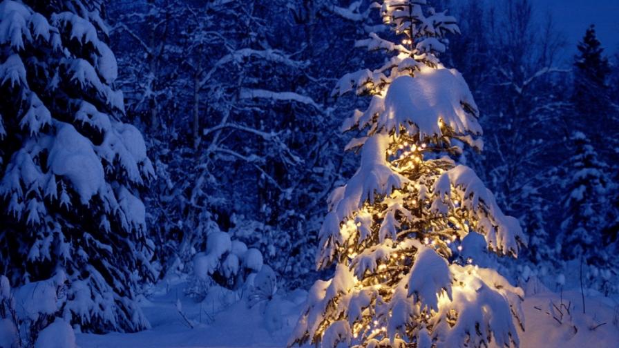 Lonely Christmas Tree
