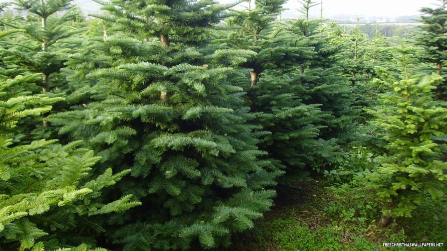 Noble Fir Christmas Tree