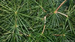 Scotch Pine Tree