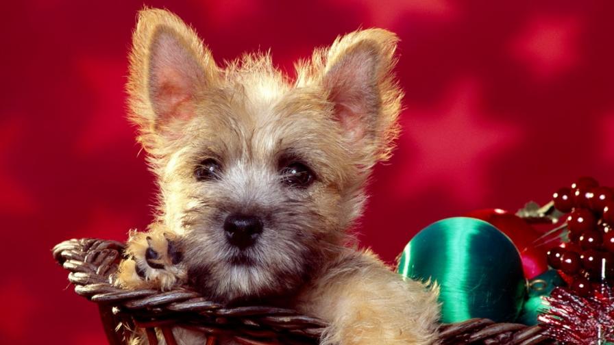 Sweet Christmas Terrier