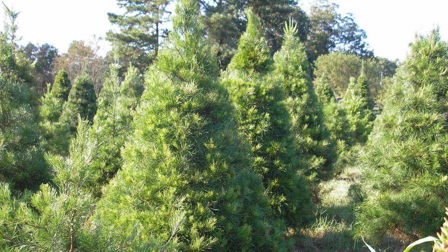 Virginia Pine Christmas Tree